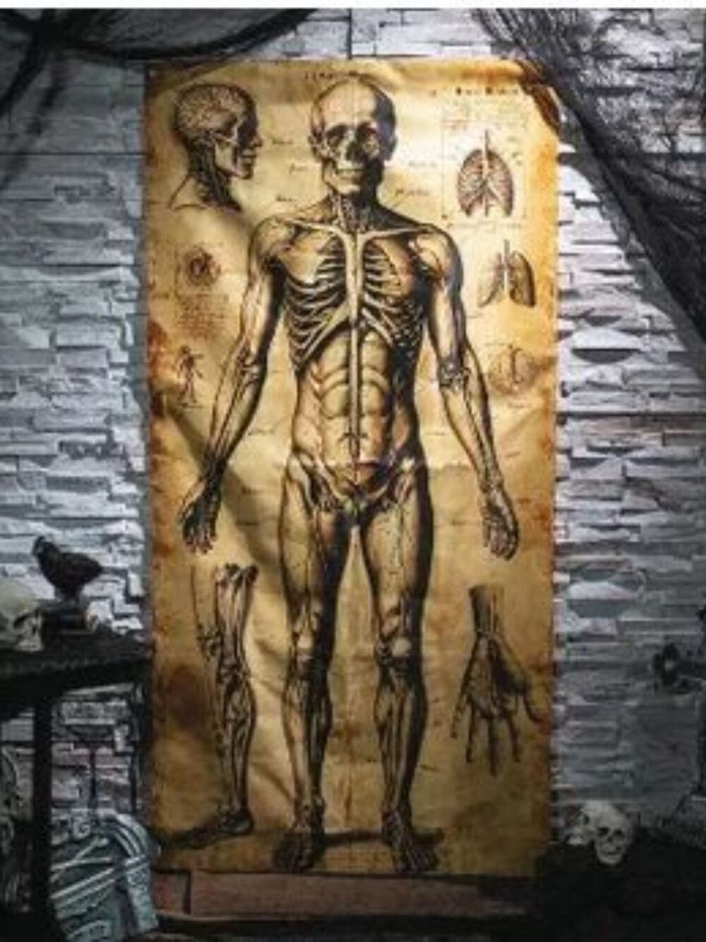 NEW~Morris Costumes~ Human Anatomy Door Curtain Halloween Decoration